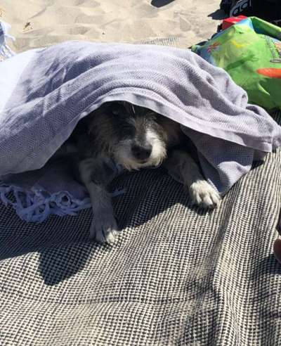 Die Dogorama Wochen Challenge: “Dein Hund im Urlaub”-Beitrag-Bild