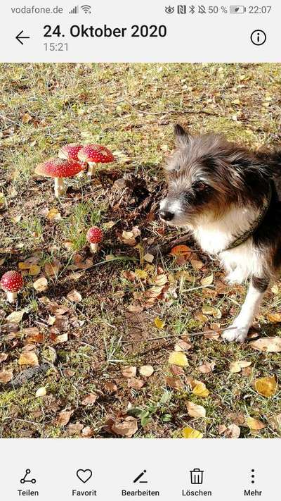 Die Dogorama Kalender Challenge Teil 1/4-Beitrag-Bild