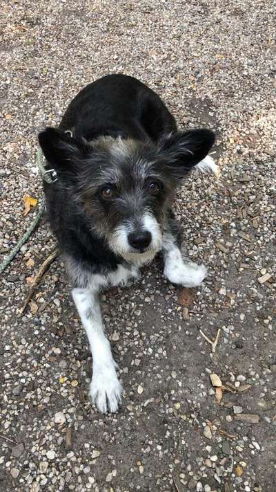 Mischlingshunde Foto Aufruf-Beitrag-Bild