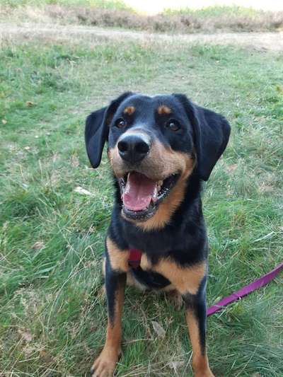 Die Dogorama Monats Challenge "Es grünt und blüht"-Beitrag-Bild