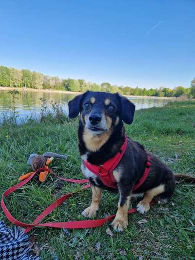 TierschutzhundeStammtisch🐕-Beitrag-Bild