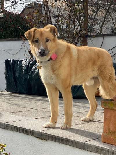 Wie "jung" haben sich eure Hunde gehalten ?-Beitrag-Bild