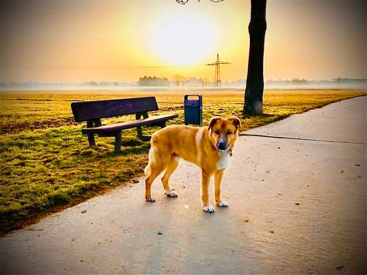 Wo habt ihr eure Hunde her ?-Beitrag-Bild