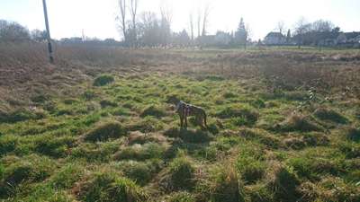 Hundeauslaufgebiet-Krebsbachwiese,TÜV, Hanau Nord-Bild