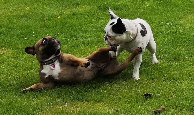 Die Dogorama Wochen Challenge-Beitrag-Bild