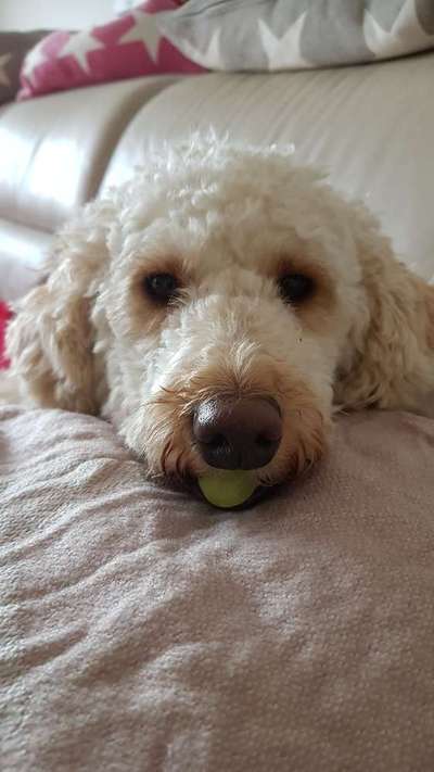 Goldendoodle?-Beitrag-Bild