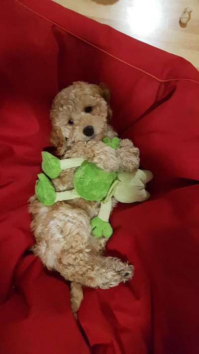 Welpen Bilder !-Beitrag-Bild