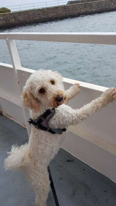 Goldendoodle-Beitrag-Bild