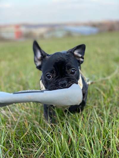 Challenge 23 : "  Euer Hund beim Frühlingserwachen "-Beitrag-Bild