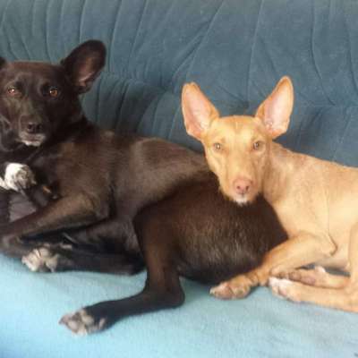 Die Dogorama Kalender Challenge Titelbild-Beitrag-Bild