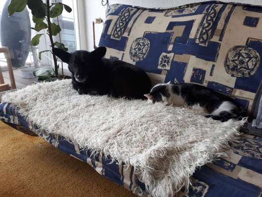 Fotochallenge Nr. 51 "Euer Hund mit anderen Tieren"-Beitrag-Bild