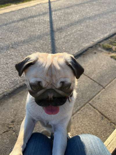 Wo sind die Möpse?-Beitrag-Bild