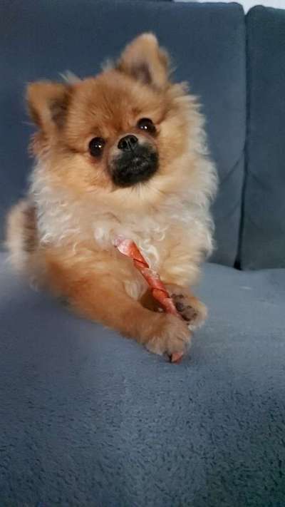 Die Dogorama Kalender Challenge Titelbild-Beitrag-Bild