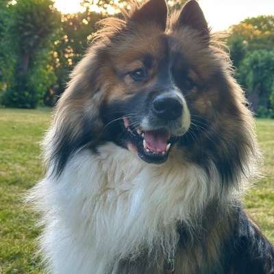 Hundetreffen-Ruhiger Trainingspartner gesucht-Bild