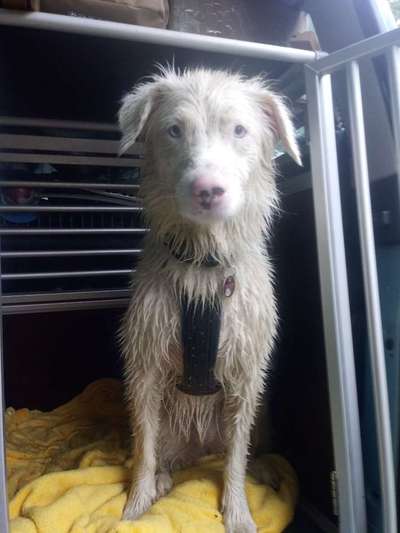 Hundetreffen-Soziale entspannte Spaziergänge oder auch Ausflüge-Bild