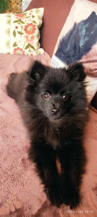 Spitz--Zwergspitz--kleinspitz---mittelspitz----Großspitz--Wolfsspitz-Beitrag-Bild