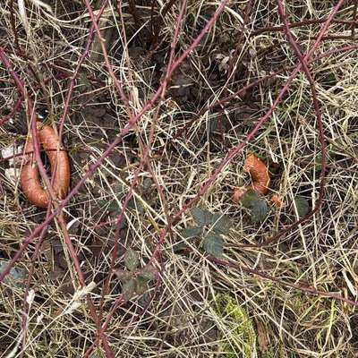 Giftköder-Möglicher Giftköder-Bild