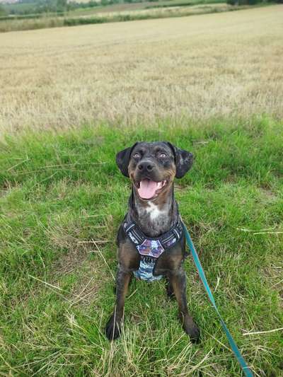 Hundetreffen-Spazieren und spielen-Bild