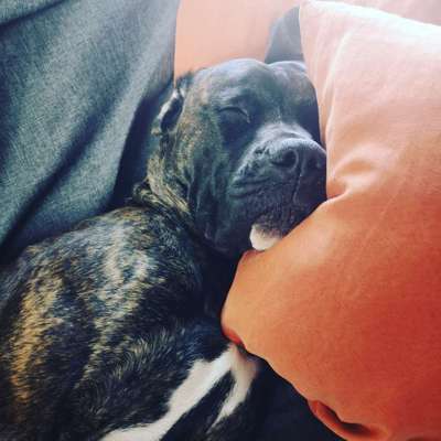 Challenge 23 : "  Euer Hund beim Frühlingserwachen "-Beitrag-Bild