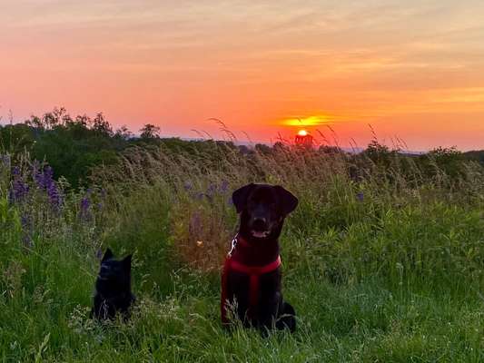 5. Hund im hohen Gras-Beitrag-Bild