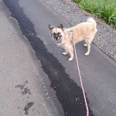 Hundetreffen-Suche Hunde freund-Bild