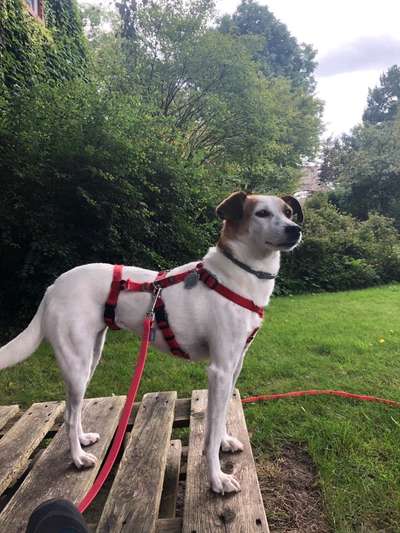 Hunde aus Griechenland-Beitrag-Bild