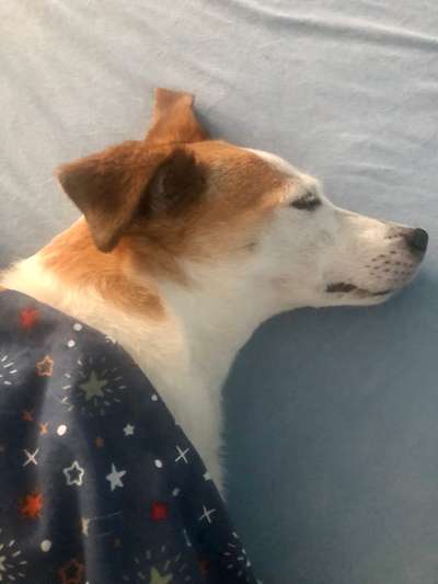 Umfrage zur relativen Schnauzenlänge-Beitrag-Bild