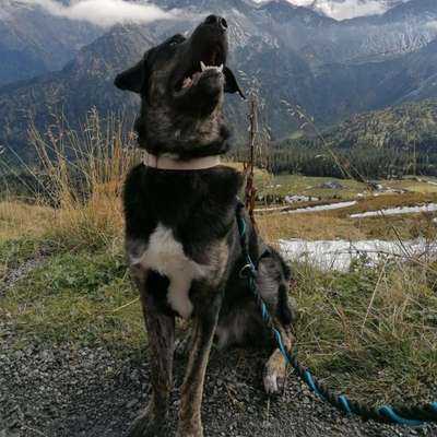 Hundetreffen-Gassi und spielen-Bild