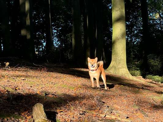 Hundetreffen-Spiel und Gassirunde mit Training-Bild