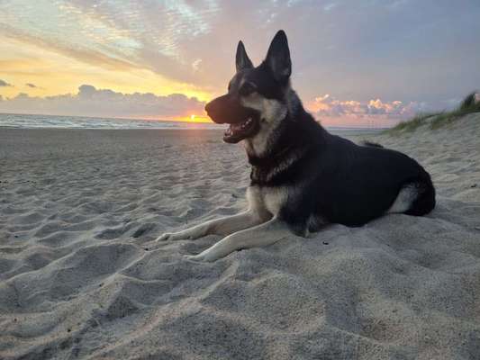 Wo sind die Osteuropäischen Schäferhunde-Beitrag-Bild