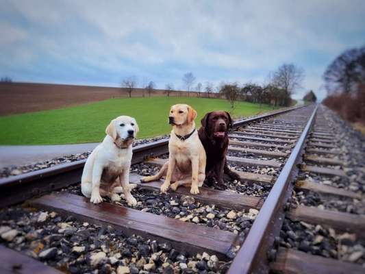 Wo sind meine Labrador Freunde-Beitrag-Bild