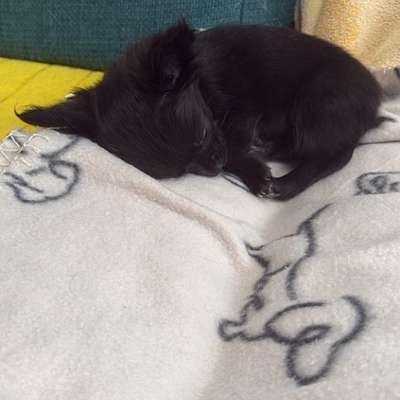 Hundetreffen-Chihuahua treffen-Bild