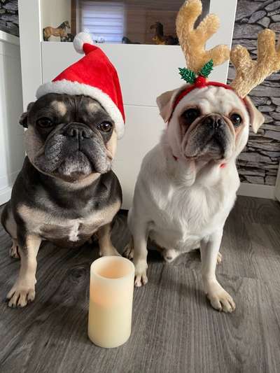 Französische Bulldoggen-Beitrag-Bild