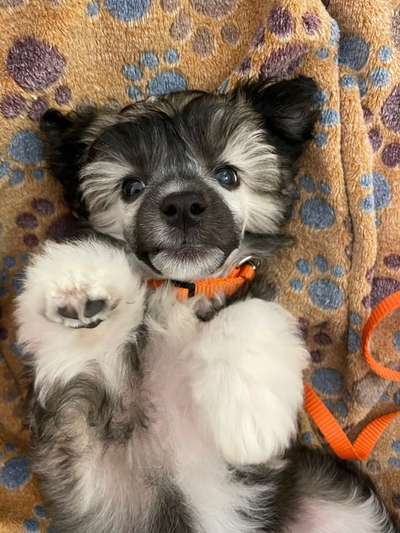 Welpen Bilder !-Beitrag-Bild