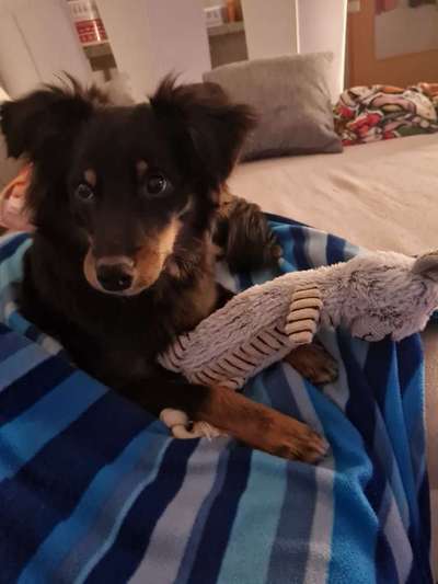 Dogorama Photo Challenge - Lieblingsspielzeug!-Beitrag-Bild