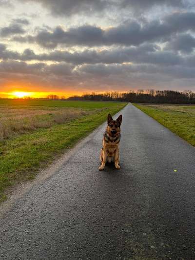 Schäferhund-Beitrag-Bild