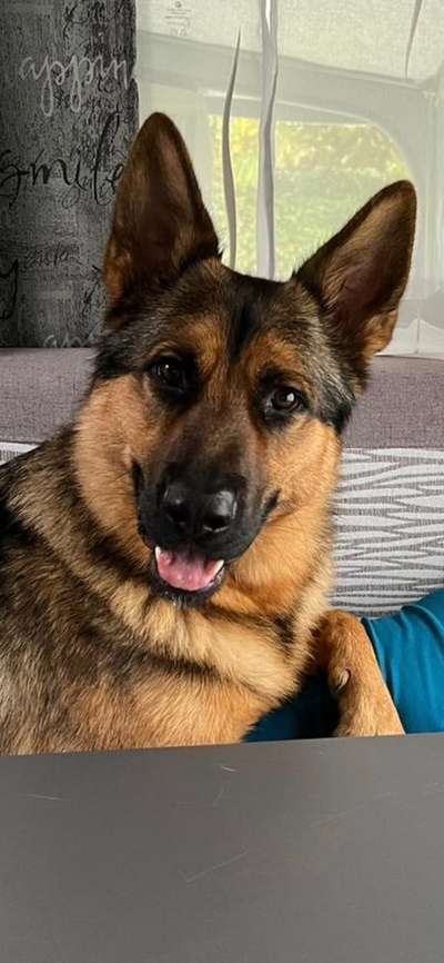 Schäferhund-Beitrag-Bild