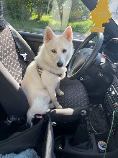 FOTOCHALLENGE 70 - Dein Hund im Auto-Beitrag-Bild