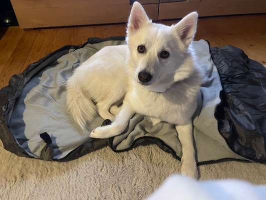 Wie heißt dein Hund?-Beitrag-Bild