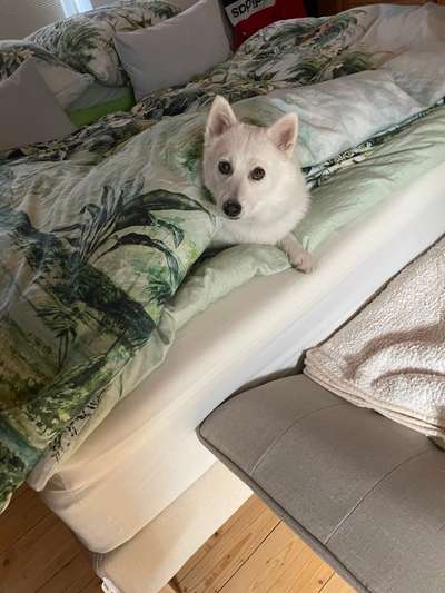 Darf der Hund bei Euch im Bett schlafen?-Beitrag-Bild