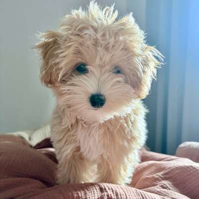 Hundetreffen-Welpentreff - Maltipoo Hündin, 4 Monate alt-Bild