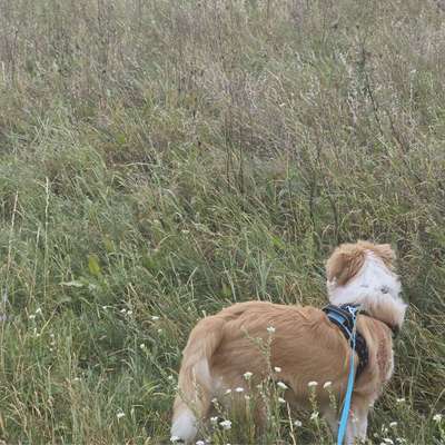 Hundetreffen-Sehr ängstlicher Junghund sucht Gassifreunde