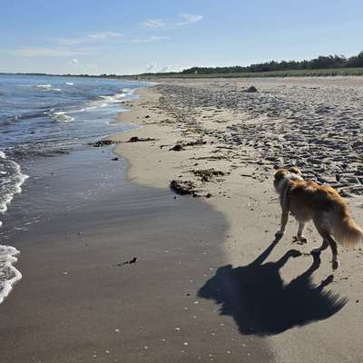 Hundetreffen-Ängstlicher Junghund sucht Gassifreunde