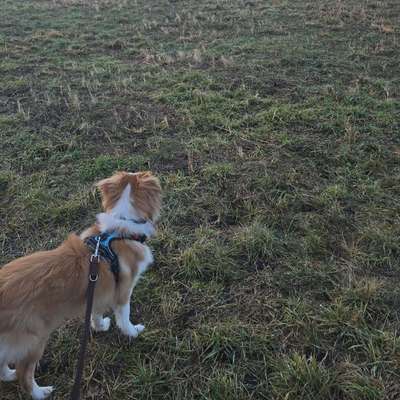 Hundetreffen-Ängstlicher Junghund sucht Gassifreunde