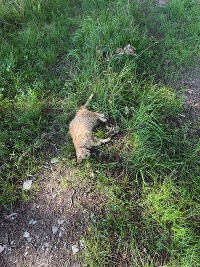 Giftköder-Tote Katze-Bild