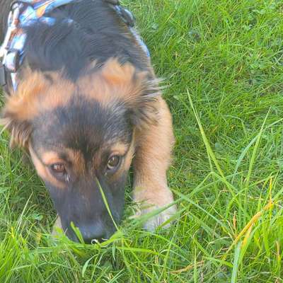 Hundetreffen-Gassi gehen-Bild