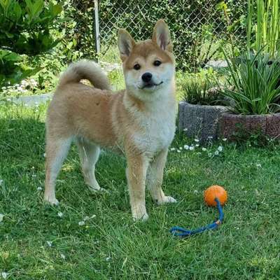 Hundetreffen-Welpentreffen-Bild