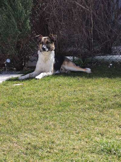 Schäferhund-Beitrag-Bild