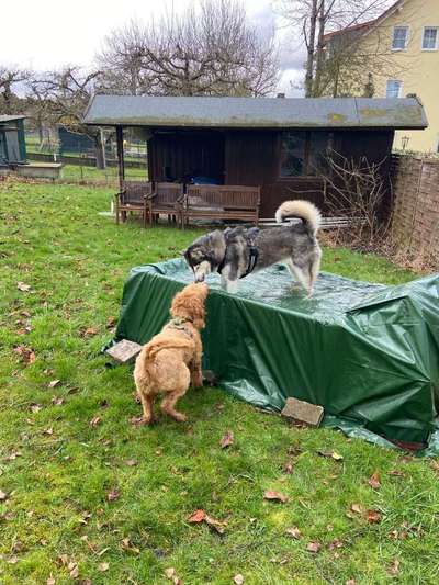 Hundetreffen-Immer gerne bei uns im Garten. 75438 Knittlingen Hohenklingen-Bild