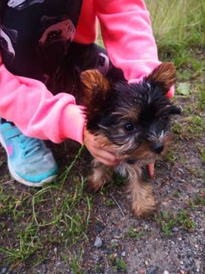 Hundetreffen-Gemeinsamer Spaziergang mit Freispiel-Bild